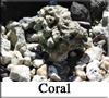 coral pic