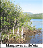 mangroves pic