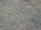 Fish in He'eia Fishpond. (22kb)