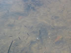 Fish in He'eia Fishpond. (16kb)