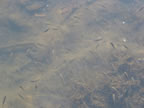 Fish in He'eia Fishpond. (18kb)