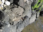 Basalt rock are foundational stone that make up the fishpond wall. (45kb)