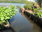 View of He'eia fishpond from the gates. (40kb)