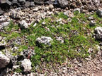 Plant found on He'eia Fishpond wall. (66kb)