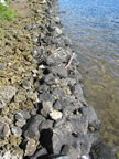 Fishpond wall. (49kb)