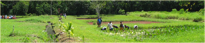 Punalu'u Loi